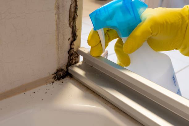 Best Toxic Mold Removal  in Monticello, FL