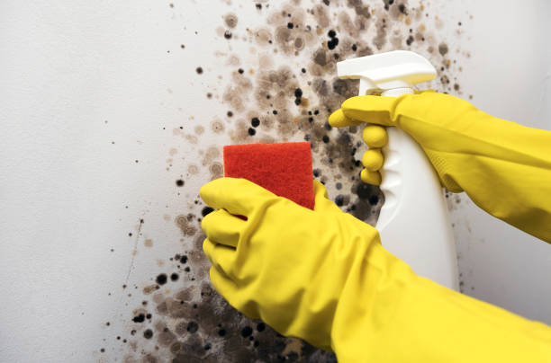 Best Crawl Space Mold Removal  in Monticello, FL