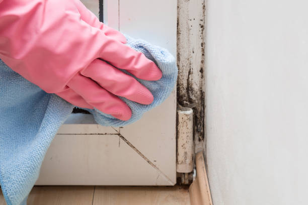 Best Office Mold Removal Services  in Monticello, FL