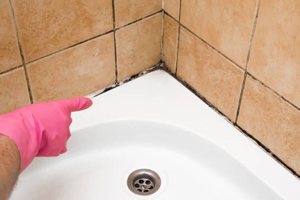Best Mold Damage Repair  in Monticello, FL